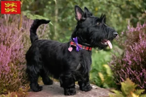 Lire la suite à propos de l’article Éleveurs de Scottish Terriers et chiots en Normandie