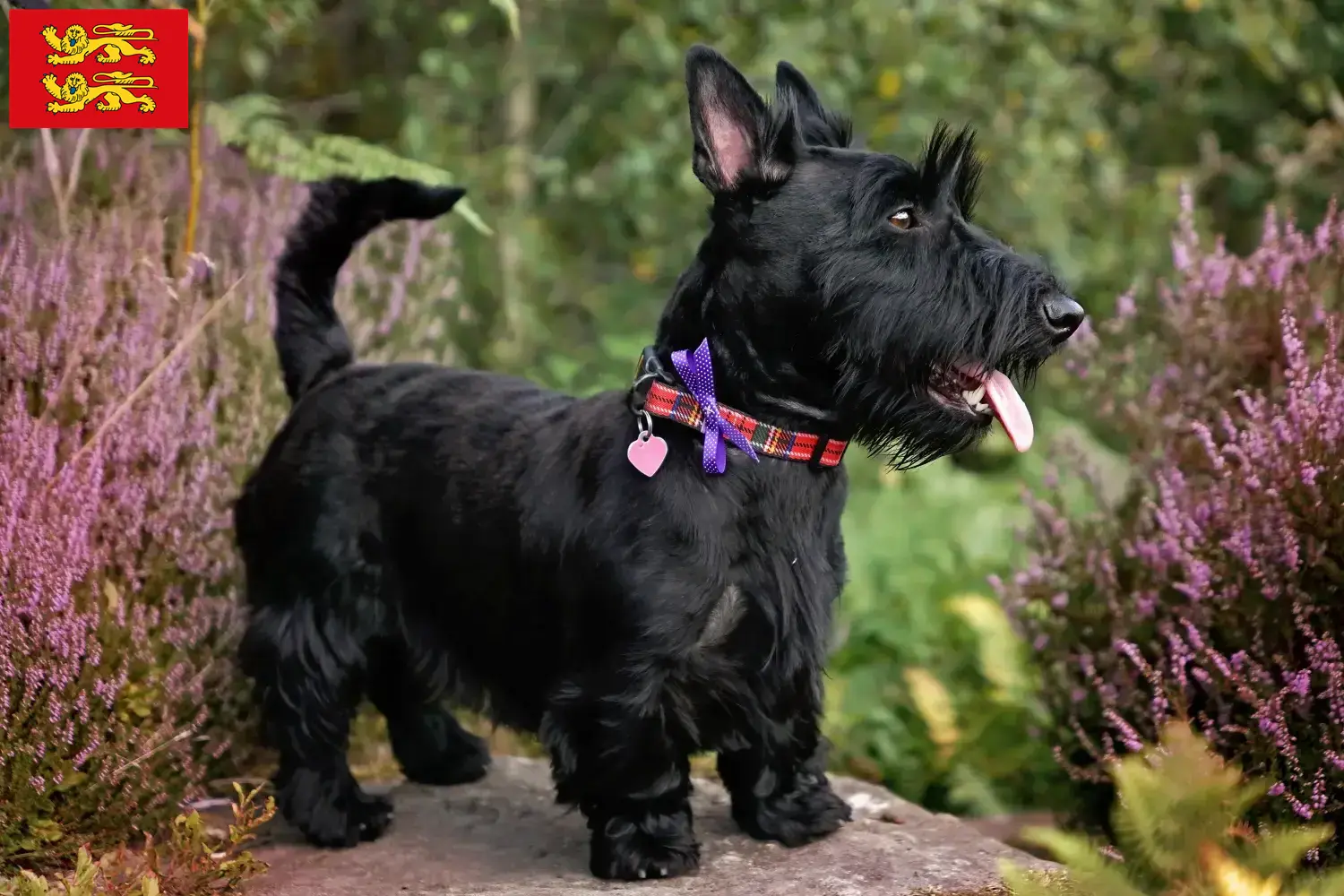Scottish Terrier chiots et éleveurs Normandie Ici, tu trouveras des éleveurs de Scottish Terriers en Normandie.