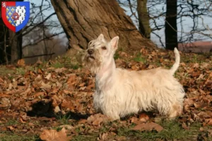 Lire la suite à propos de l’article Éleveurs de Scottish Terriers et chiots en Pays de la Loire