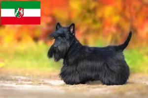 Lire la suite à propos de l’article Éleveurs de Scottish Terriers et chiots en Rhénanie du Nord-Westphalie