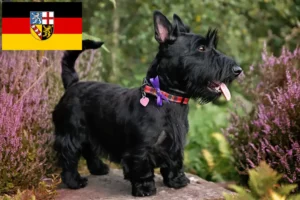 Lire la suite à propos de l’article Éleveurs de Scottish Terriers et chiots en Sarre