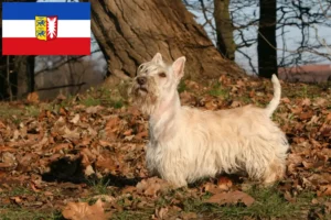 Lire la suite à propos de l’article Éleveurs de Scottish Terriers et chiots en Schleswig-Holstein