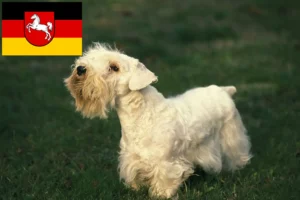 Lire la suite à propos de l’article Sealyham Terrier éleveurs et chiots en Basse-Saxe