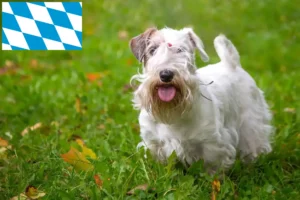 Lire la suite à propos de l’article Sealyham Terrier éleveurs et chiots en Bavière