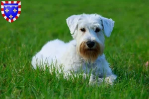 Lire la suite à propos de l’article Éleveurs de Sealyham Terrier et chiots en Centre-Val de Loire