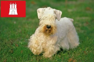 Lire la suite à propos de l’article Sealyham Terrier éleveurs et chiots à Hambourg
