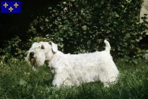 Lire la suite à propos de l’article Éleveurs de Sealyham Terrier et chiots en Île-de-France