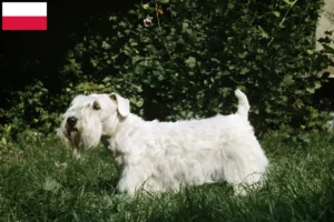 Lire la suite à propos de l’article Sealyham Terrier éleveurs et chiots en Pologne