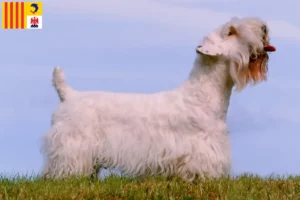 Lire la suite à propos de l’article Sealyham Terrier éleveurs et chiots en Provence-Alpes-Côte d’Azur