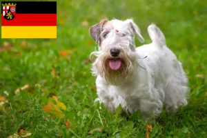 Lire la suite à propos de l’article Sealyham Terrier éleveurs et chiots en Rhénanie-Palatinat