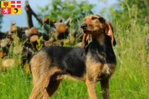Lire la suite à propos de l’article Segugio Italiano Éleveurs et chiots en Auvergne-Rhône-Alpes