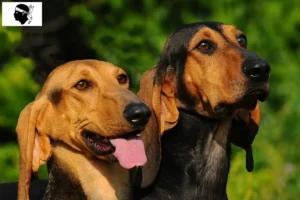 Lire la suite à propos de l’article Segugio Italiano éleveurs et chiots en Corse