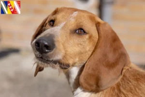 Lire la suite à propos de l’article Segugio Italiano Éleveurs et chiots en Grand Est