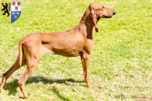 Lire la suite à propos de l’article Segugio Italiano Éleveurs et chiots en Hauts-de-France