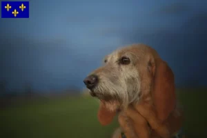 Lire la suite à propos de l’article Segugio Italiano Éleveurs et chiots en Île-de-France