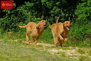 Lire la suite à propos de l’article Segugio Italiano éleveurs et chiots en Occitanie