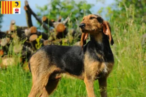 Lire la suite à propos de l’article Segugio Italiano éleveurs et chiots en Provence-Alpes-Côte d’Azur