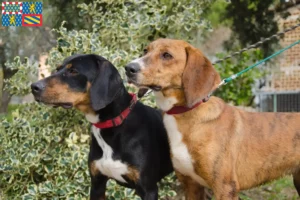 Lire la suite à propos de l’article Segugio Maremmano éleveurs et chiots en Bourgogne-Franche-Comté