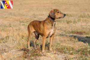 Lire la suite à propos de l’article Segugio Maremmano éleveurs et chiots en Grand Est