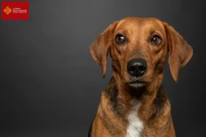 Lire la suite à propos de l’article Segugio Maremmano éleveurs et chiots en Occitanie
