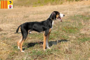 Lire la suite à propos de l’article Segugio Maremmano éleveurs et chiots en Provence-Alpes-Côte d’Azur