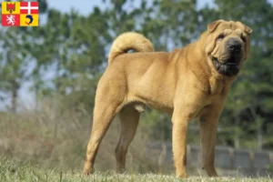 Lire la suite à propos de l’article Éleveurs de Shar Pei et chiots en Auvergne-Rhône-Alpes