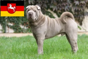 Lire la suite à propos de l’article Éleveurs de Shar Pei et chiots en Basse-Saxe