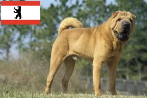 Lire la suite à propos de l’article Éleveurs de Shar Pei et chiots à Berlin