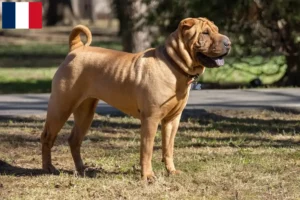Lire la suite à propos de l’article Éleveurs de Shar Pei et chiots en Martinique