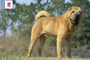 Lire la suite à propos de l’article Éleveurs de Shar Pei et chiots en Nouvelle-Aquitaine