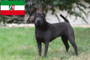 Lire la suite à propos de l’article Éleveurs de Shar Pei et chiots en Rhénanie du Nord-Westphalie