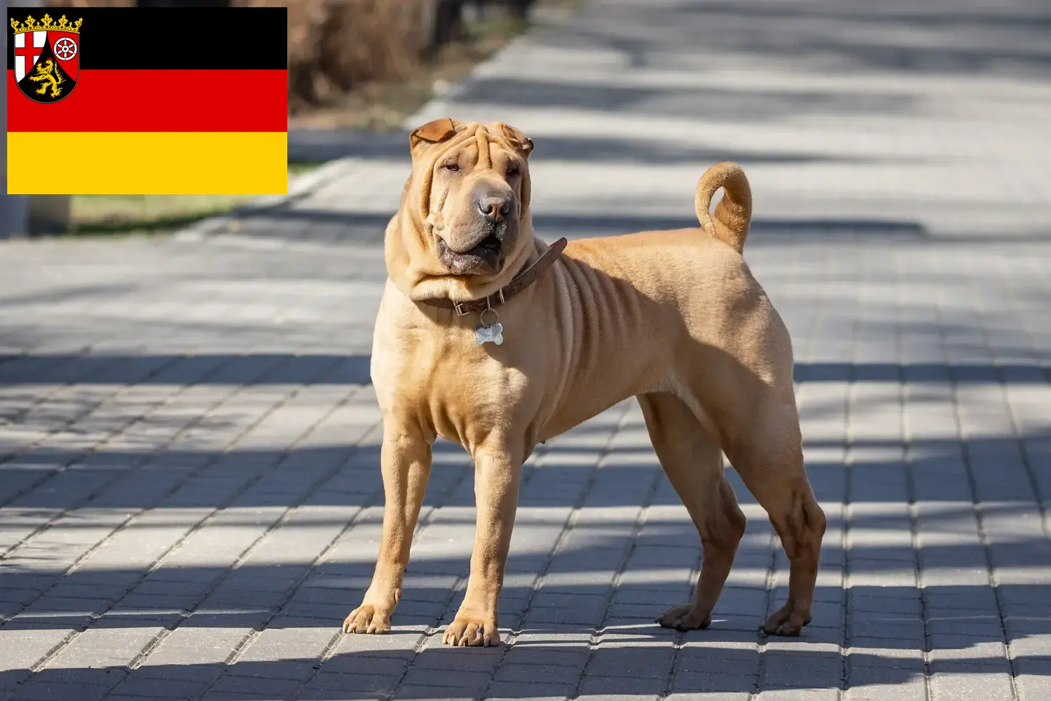 Shar Pei chiots et éleveurs Rhénanie-Palatinat Ici tu peux trouver des éleveurs de Shar Peis en Rhénanie-Palatinat.