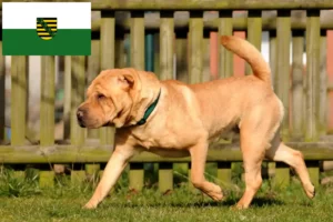Lire la suite à propos de l’article Shar Pei éleveurs et chiots en Saxe