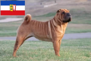 Lire la suite à propos de l’article Éleveurs de Shar Pei et chiots dans le Schleswig-Holstein