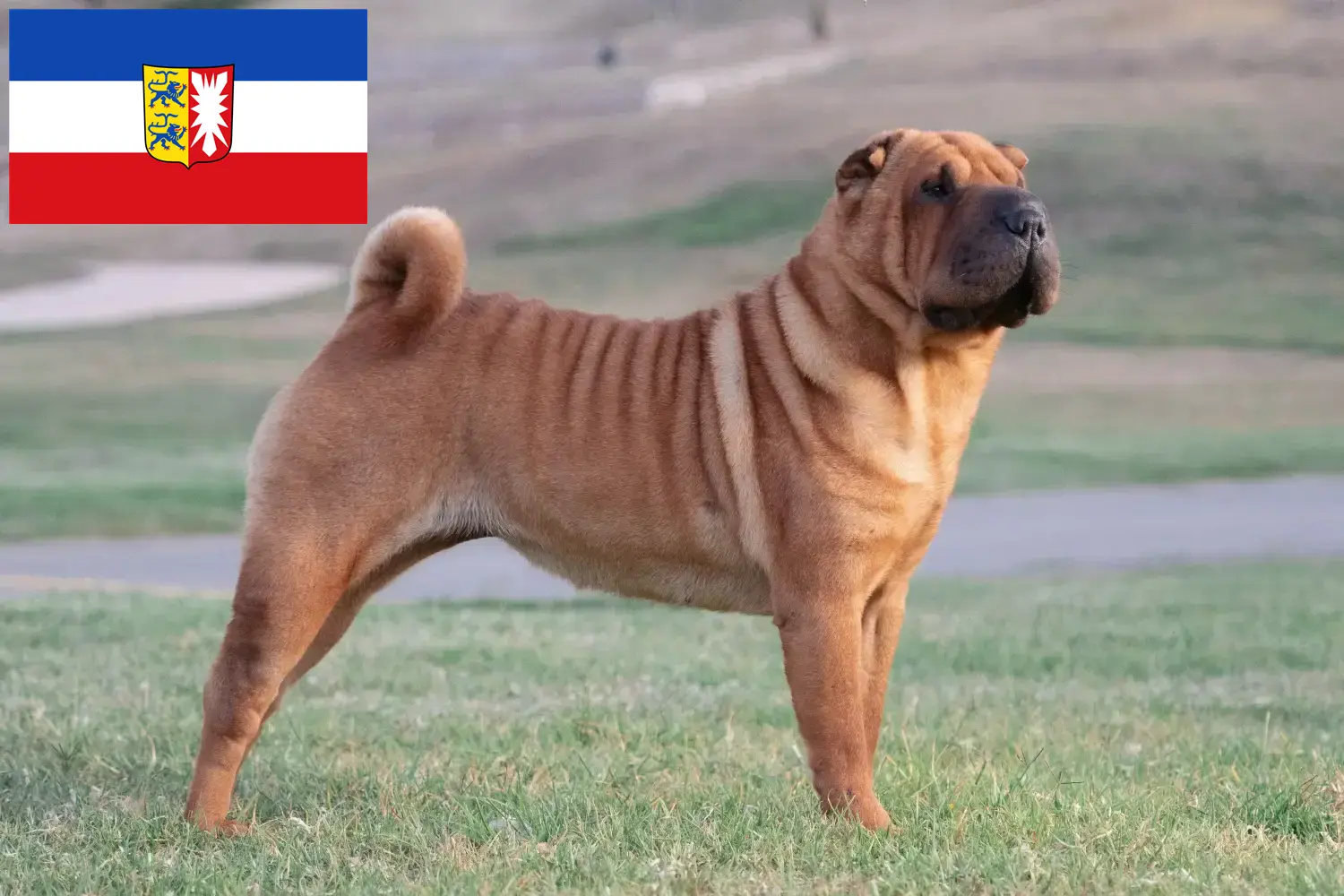 Shar Pei chiots et éleveurs Schleswig-Holstein Ici tu peux trouver des éleveurs de Shar Peis dans le Schleswig-Holstein.