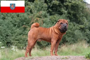 Lire la suite à propos de l’article Éleveurs de Shar Pei et chiots en Thuringe