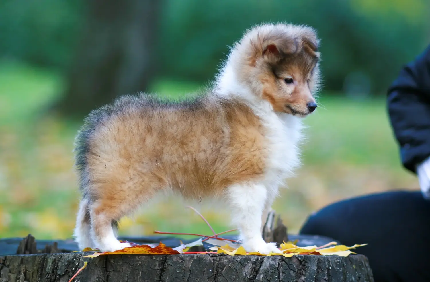 Acheter un chiot Sheltie, c'est prendre ses responsabilités ! Acheter des chiots Sheltie.
