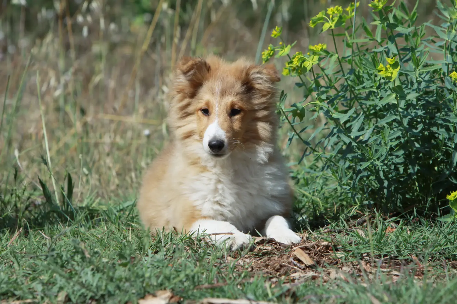 Acheter un chiot Sheltie, c'est prendre ses responsabilités ! Acheter des chiots Sheltie.