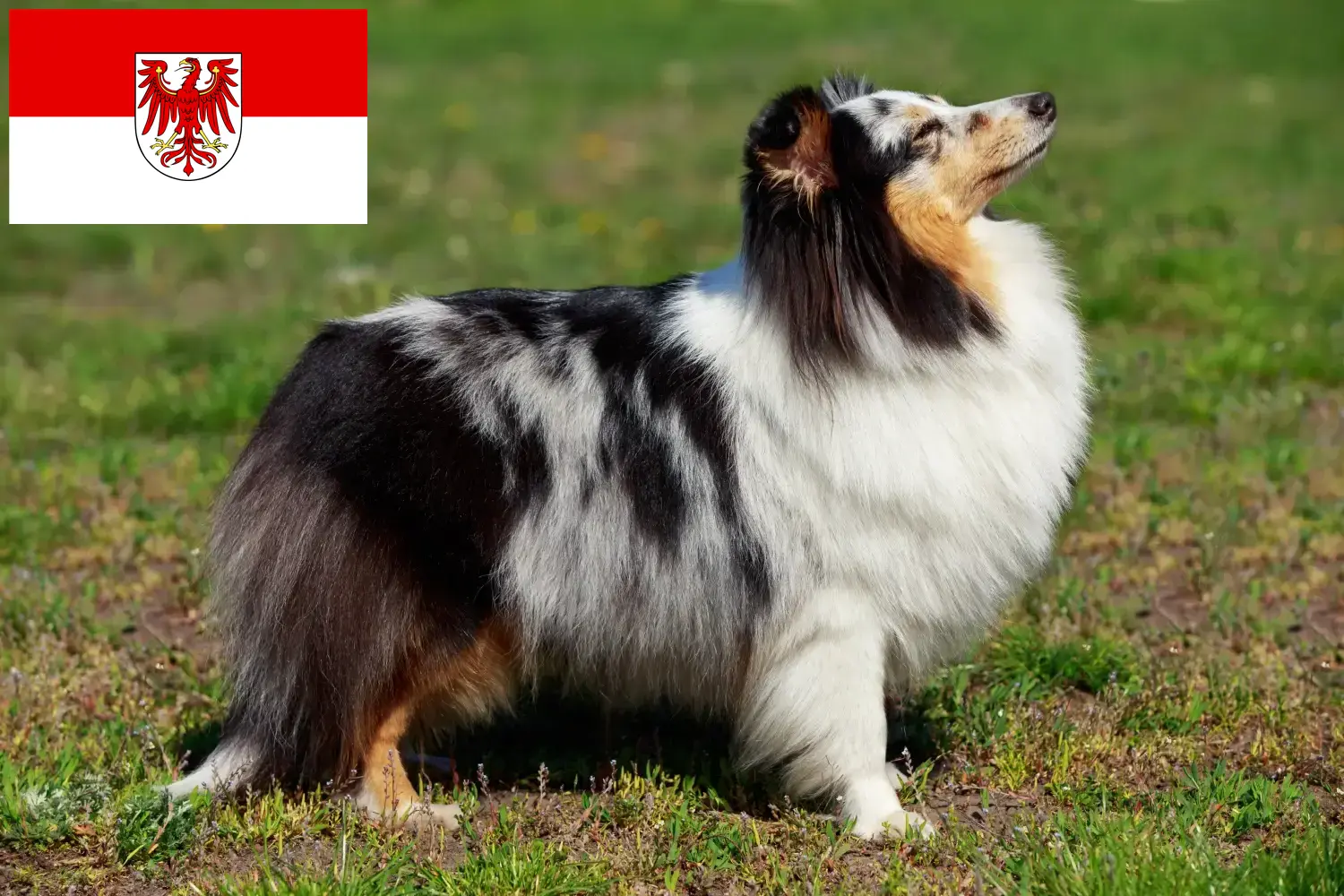 Sheltie chiots et éleveurs Brandenburg Ici tu peux trouver des éleveurs de Shelties en Brandebourg.
