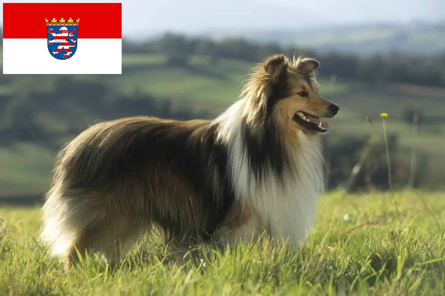 Sheltie chiots et éleveurs Hesse Ici tu trouves des éleveurs de Shelties en Hesse.