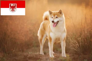 Lire la suite à propos de l’article Éleveurs de Shiba et chiots dans le Brandebourg