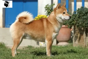 Lire la suite à propos de l’article Éleveurs de Shiba et chiots en Corse