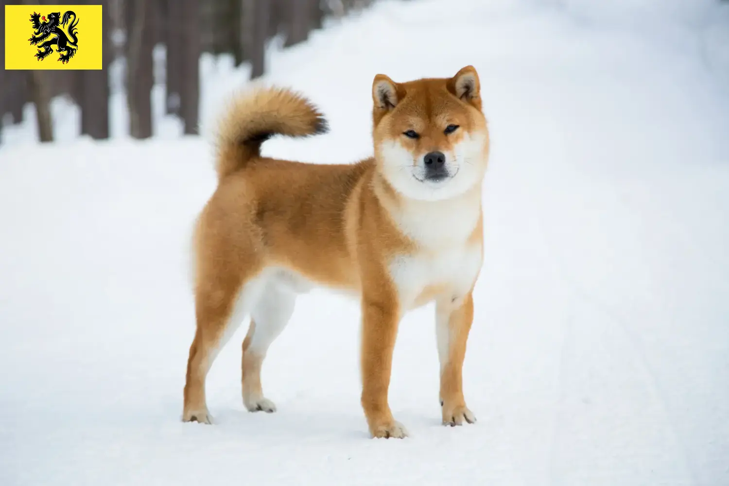 Shiba chiots et éleveurs Flandre Ici, tu trouveras les éleveurs de shibas en Flandre.