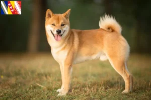 Lire la suite à propos de l’article Éleveurs de Shiba et chiots en Grand Est