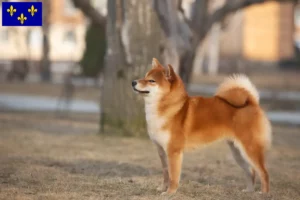 Lire la suite à propos de l’article Éleveurs de Shiba et chiots en Île-de-France