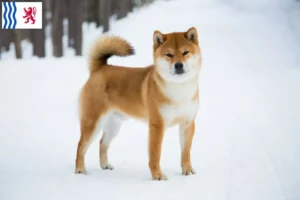 Lire la suite à propos de l’article Éleveurs de Shiba et chiots en Nouvelle-Aquitaine