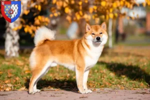Lire la suite à propos de l’article Éleveurs de Shiba et chiots en Pays de la Loire