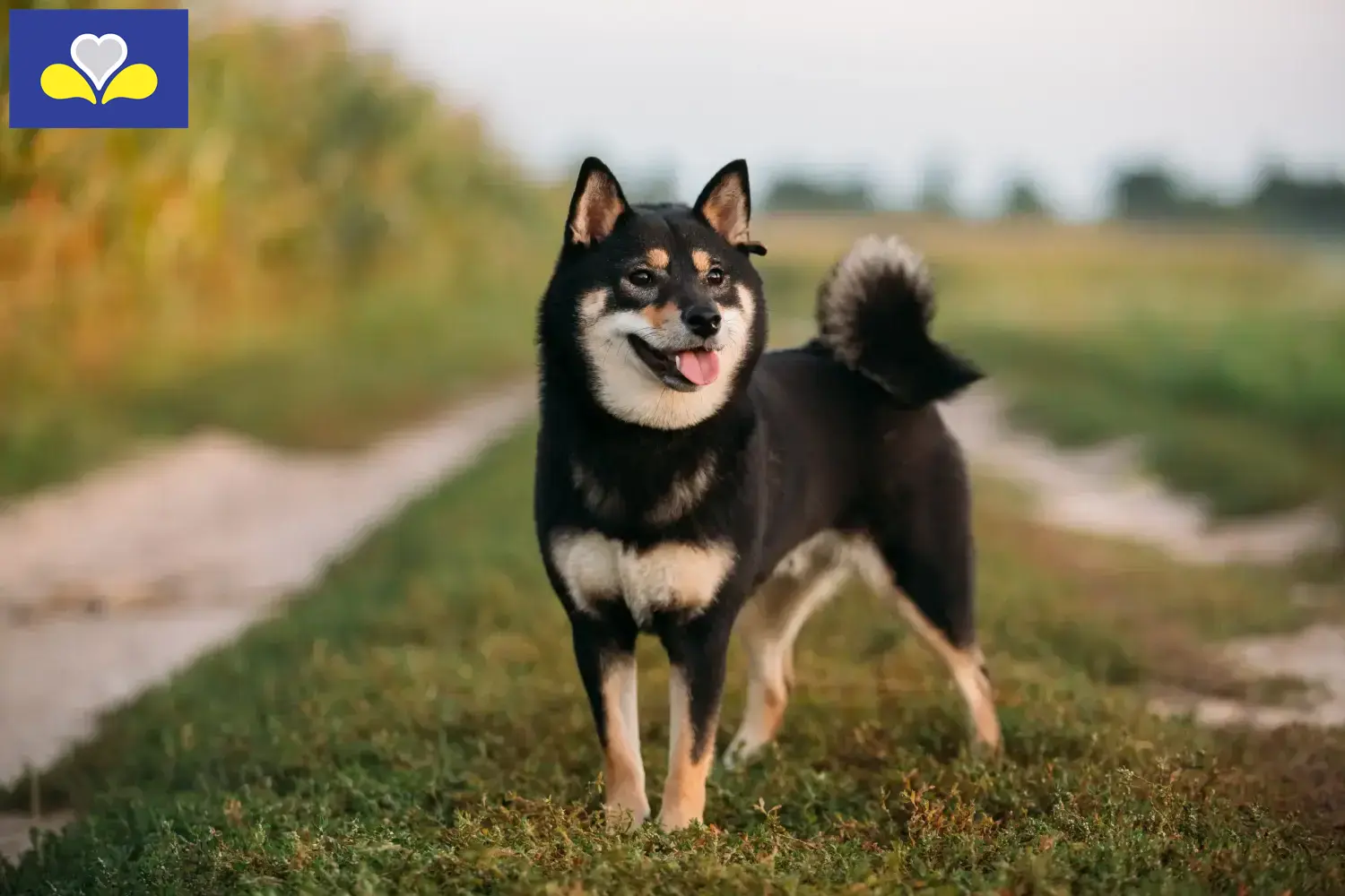 Shiba chiots et éleveurs Région de Bruxelles-Capitale Ici, tu trouveras les éleveurs de shibas en Région de Bruxelles-Capitale.