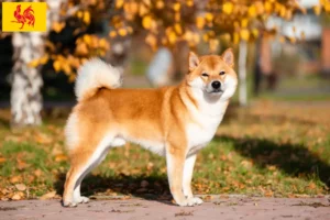 Lire la suite à propos de l’article Éleveurs de Shiba et chiots en Région wallonne