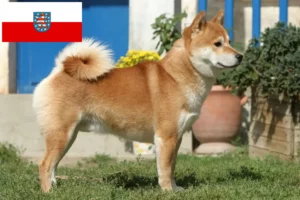 Lire la suite à propos de l’article Éleveurs de Shiba et chiots en Thuringe